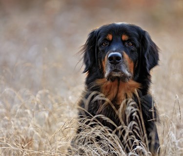 Hovawart sitter i högt gräs.