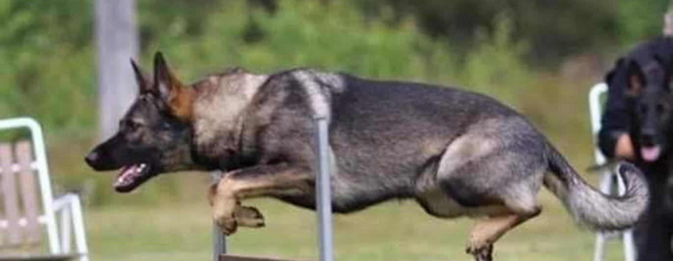 Schäfern Vilya hoppar