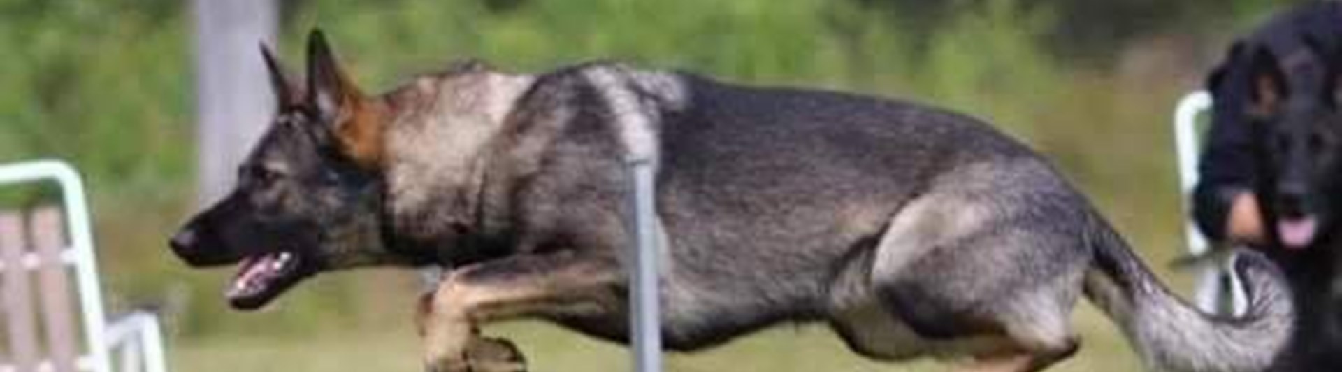 Schäfern Vilya hoppar