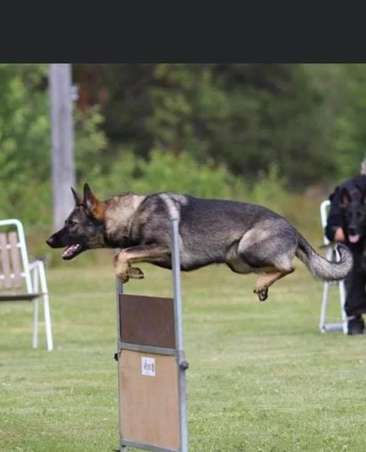 Schäfern Vilya hoppar