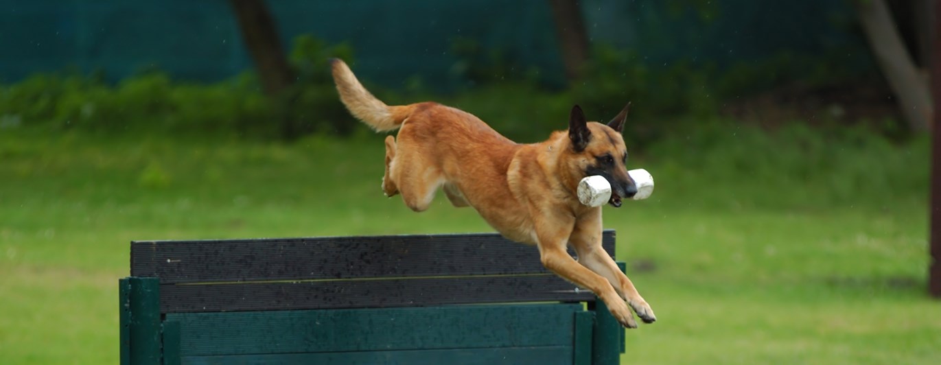 Malinois hoppar med apport