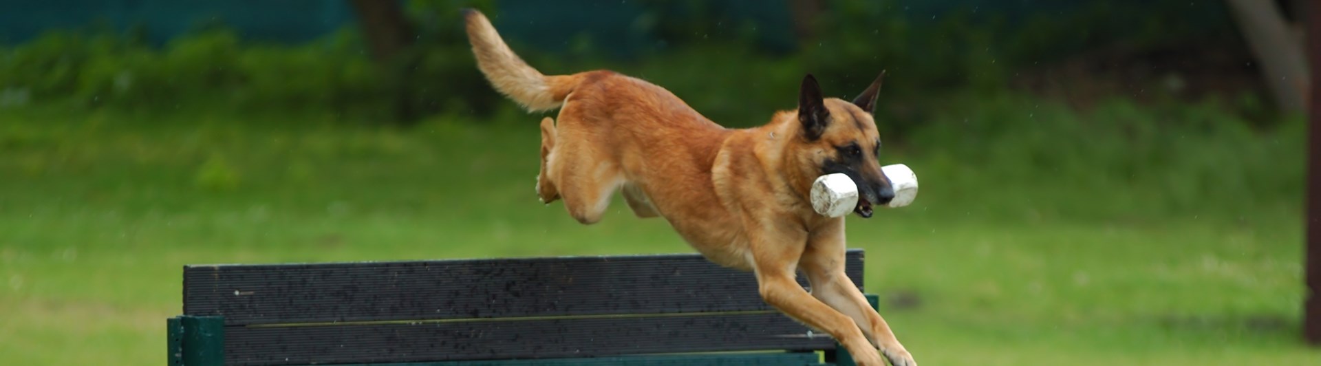 Malinois hoppar med apport