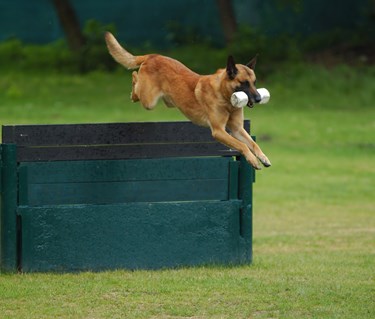 Malinois hoppar med apport