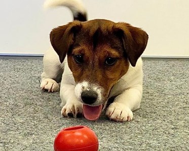 Jack Russell markerar kong