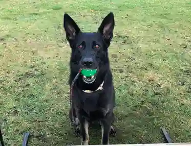 Hund med grön boll i munnen som sitter vid ett hinder