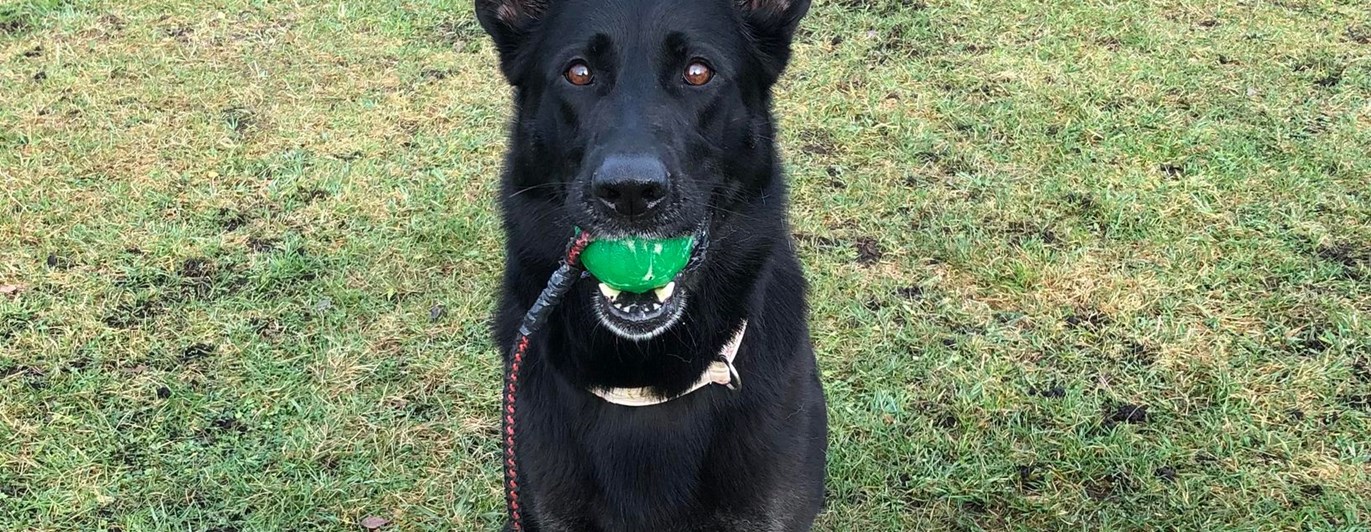 Hund med grön boll i munnen som sitter vid ett hinder
