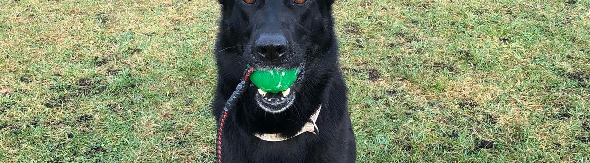 Hund med grön boll i munnen som sitter vid ett hinder