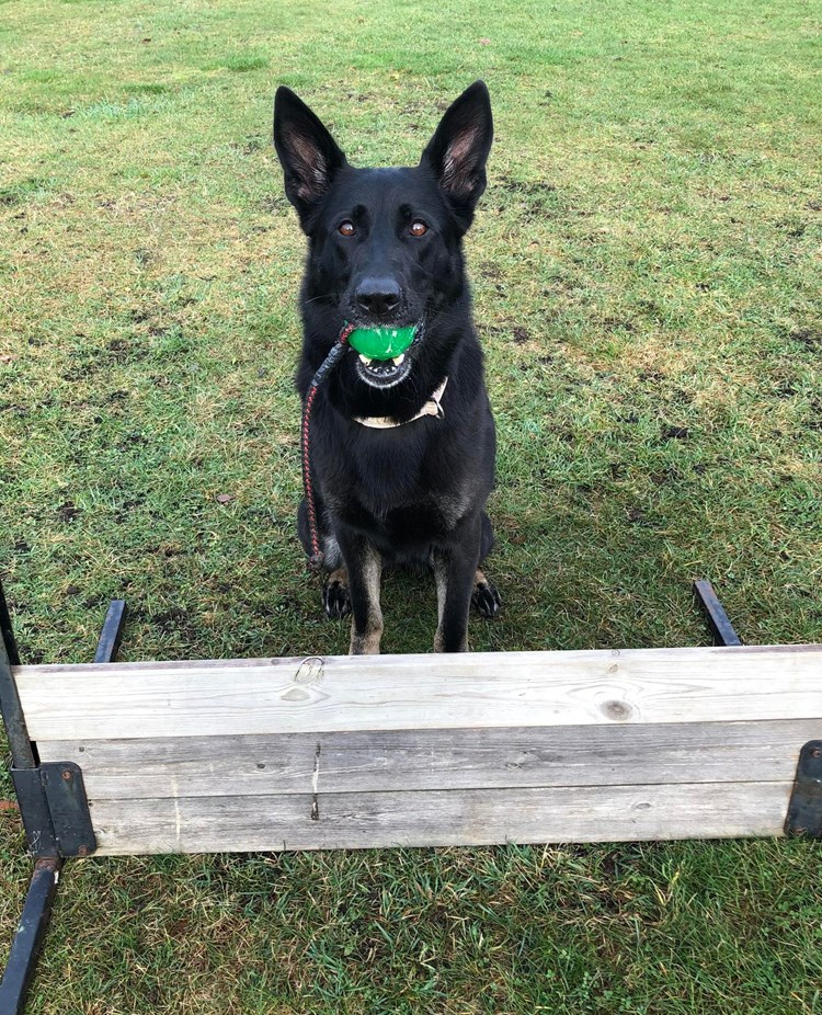 Hund med grön boll i munnen som sitter vid ett hinder