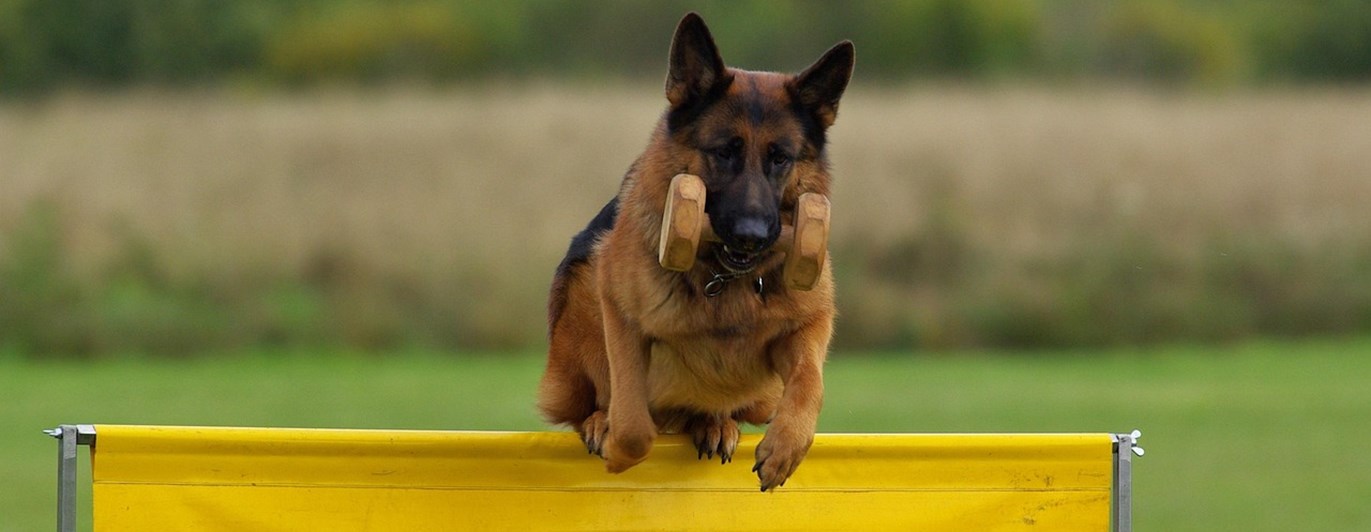 Schäfer hoppar över hinder med apport i munnen