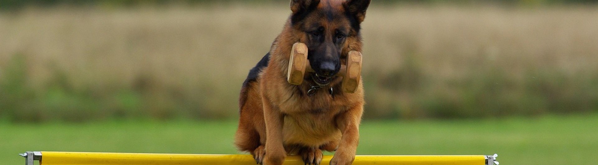 Schäfer hoppar över hinder med apport i munnen