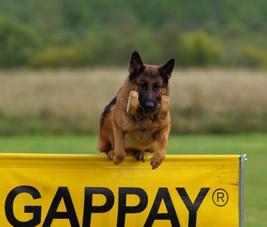 Schäfer hoppar över hinder med apport i munnen