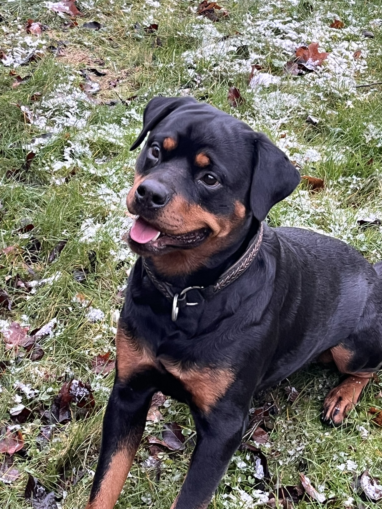 Rottweiler
