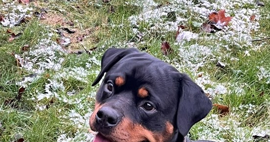 Rottweiler