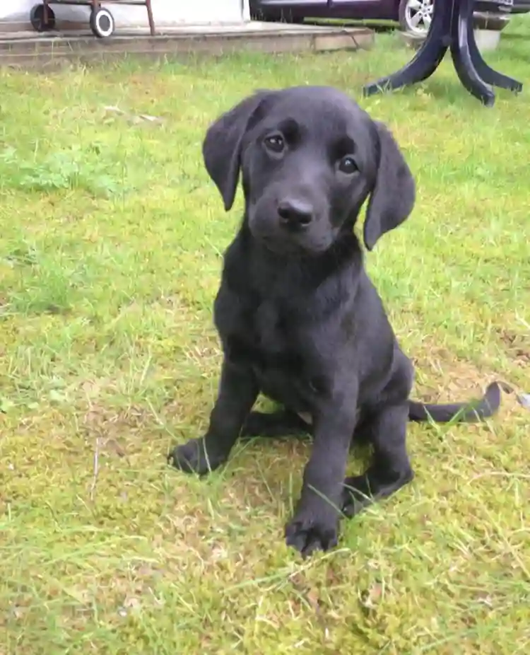 En svart hundvalp som sitter i gräset.