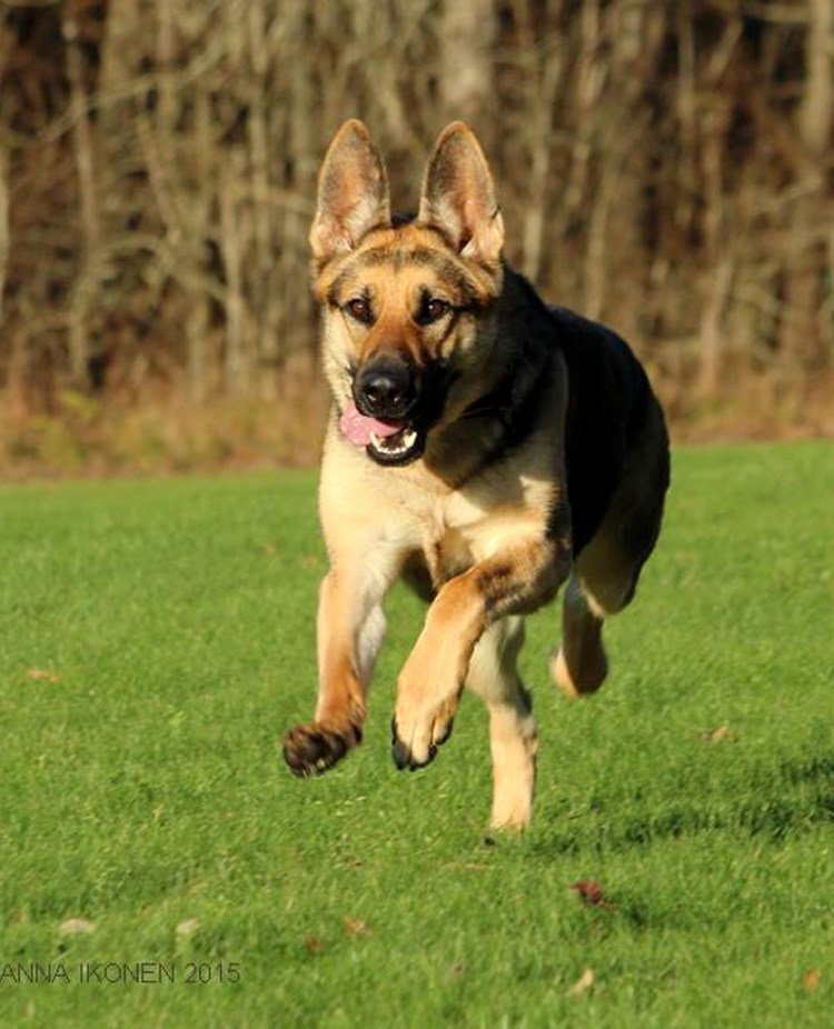 hund som springer