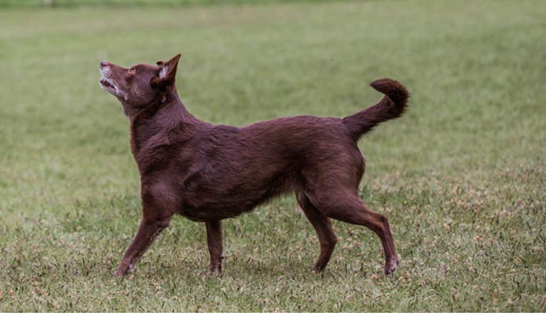 Årets Hund 2025 Jönköpings Brukshundklubb