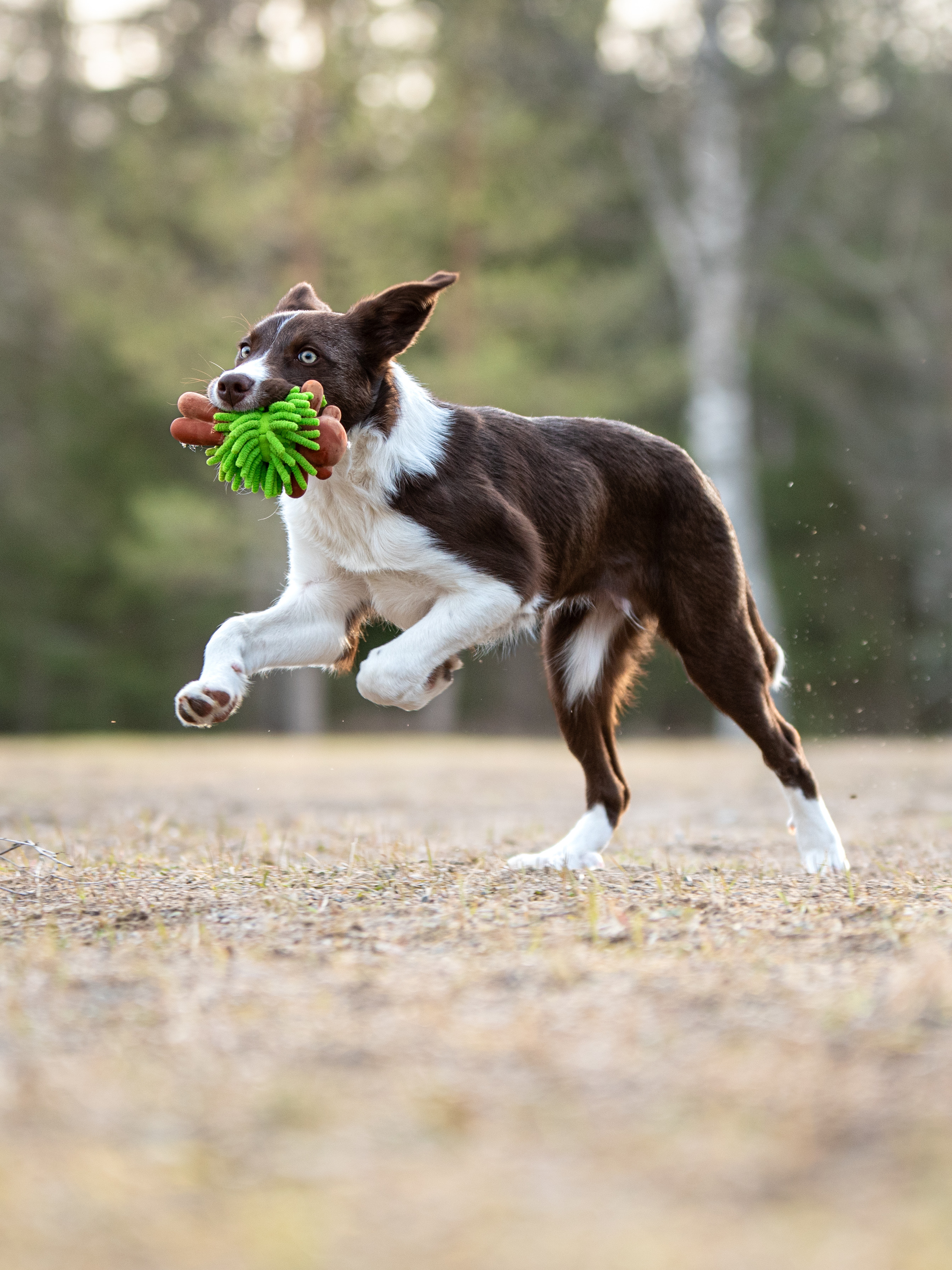 Hund i språng med leksak