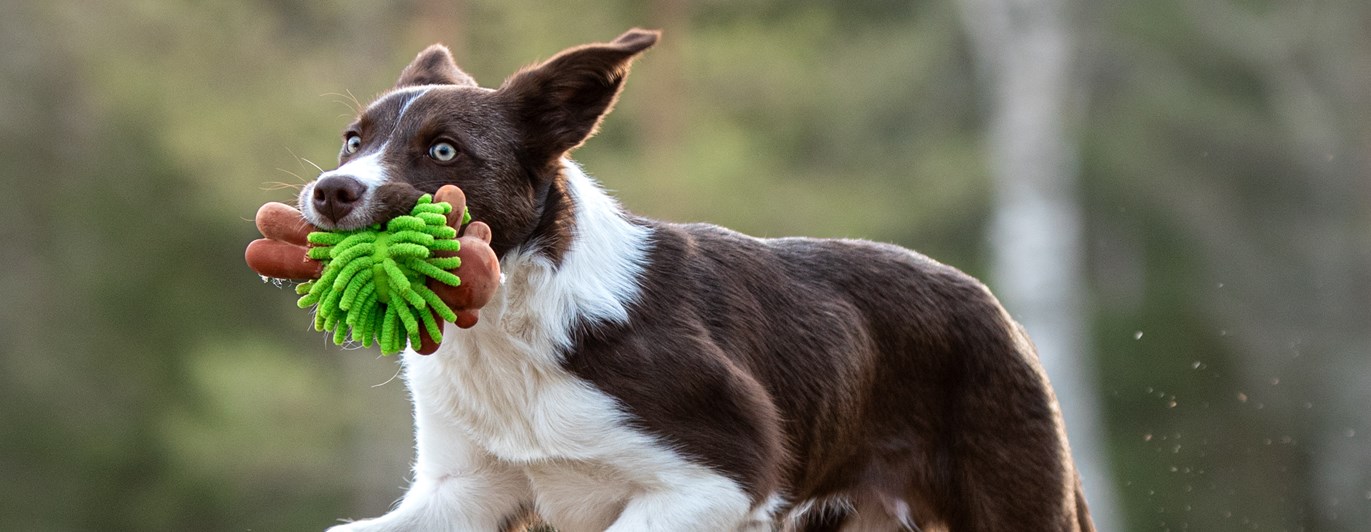 Hund i språng med leksak
