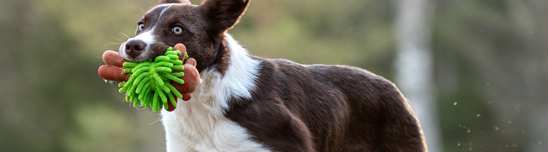 Hund i språng med leksak