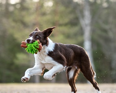 Hund i språng med leksak
