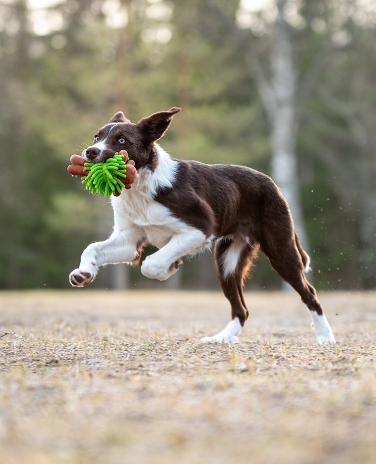 Hund i språng med leksak
