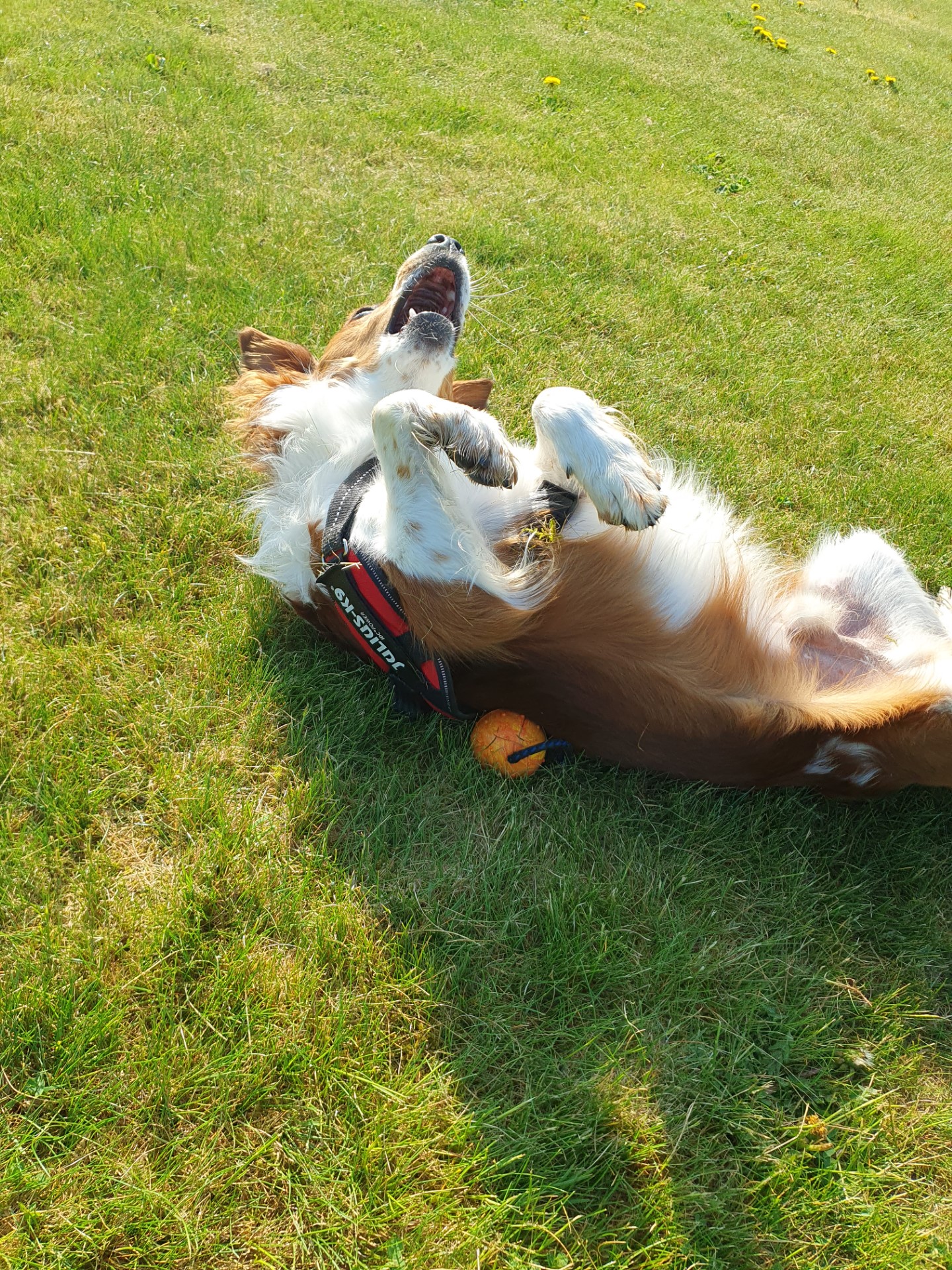 Hund som rullar på gräset
