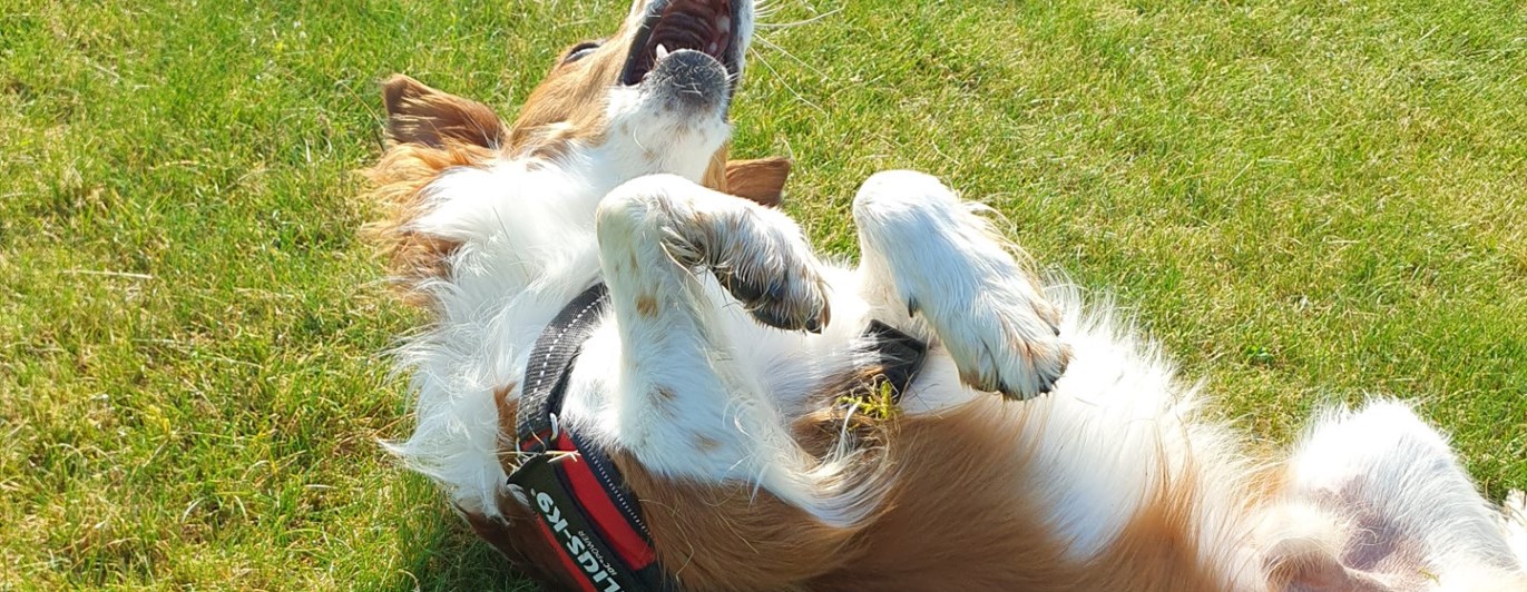 Hund som rullar på gräset
