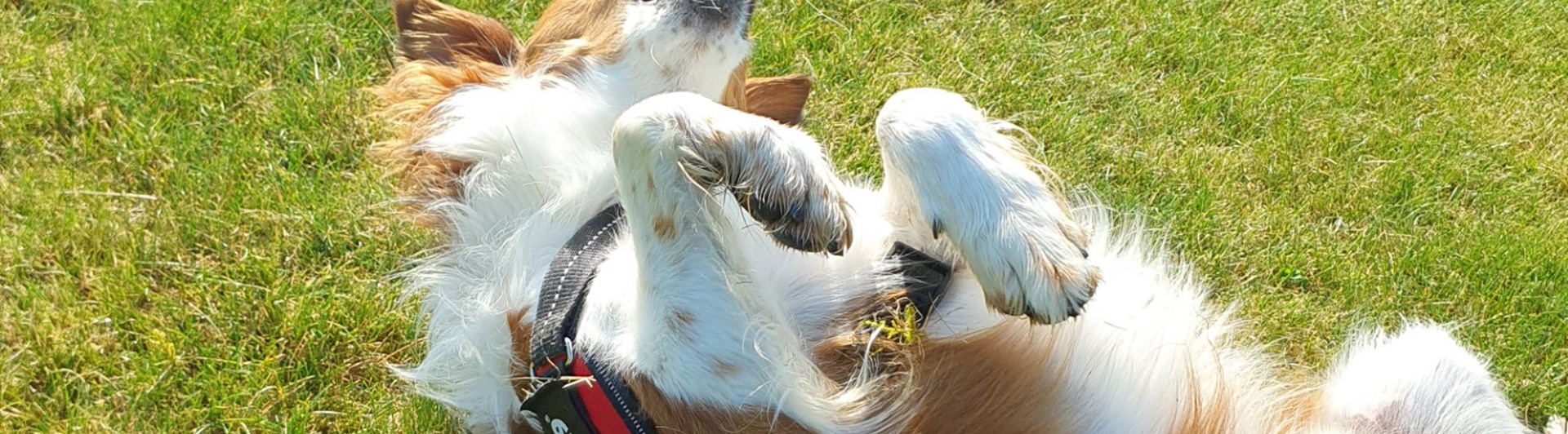 Hund som rullar på gräset