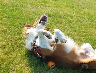 Hund som rullar på gräset