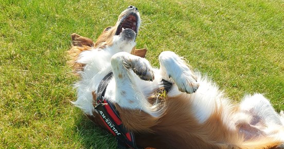 Hund som rullar på gräset