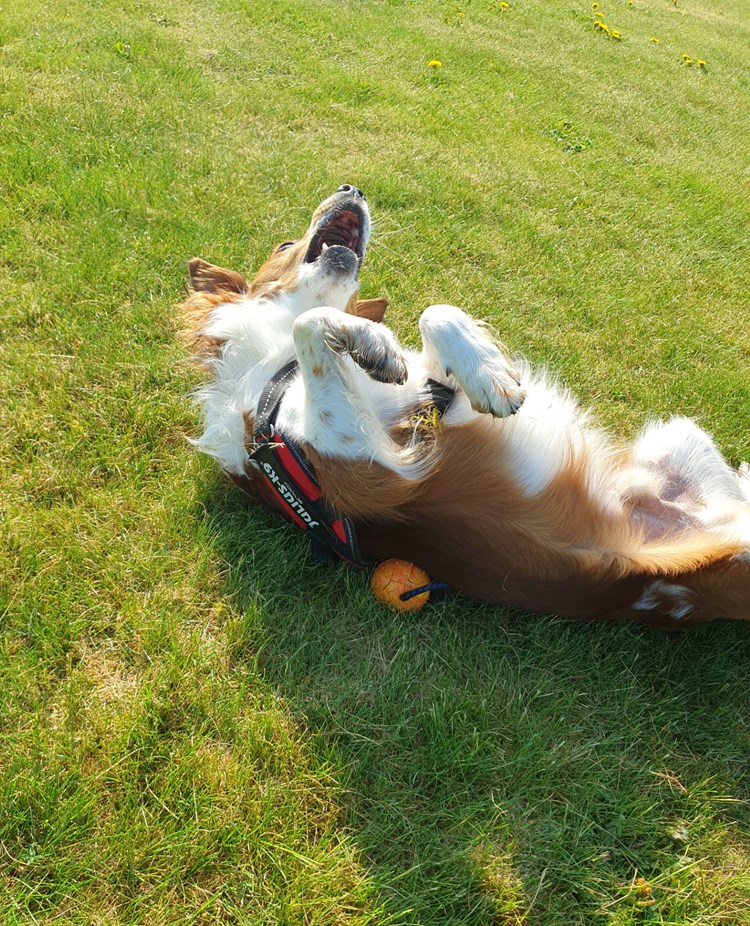 Hund som rullar på gräset
