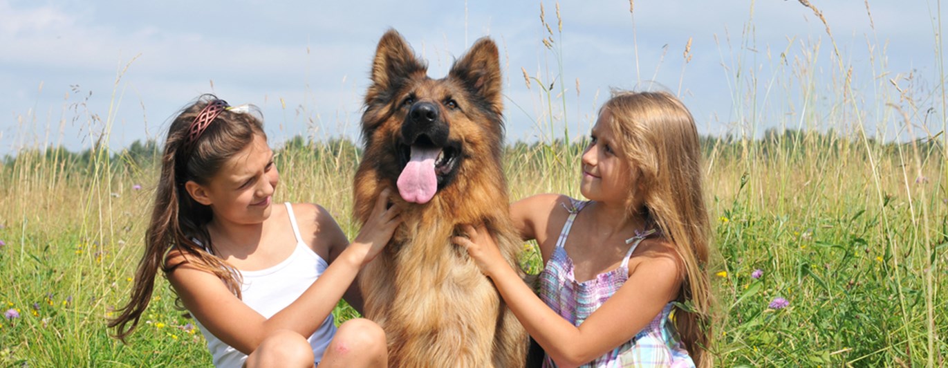 Två barn som sitter på en äng tillsammans med en schäfer
