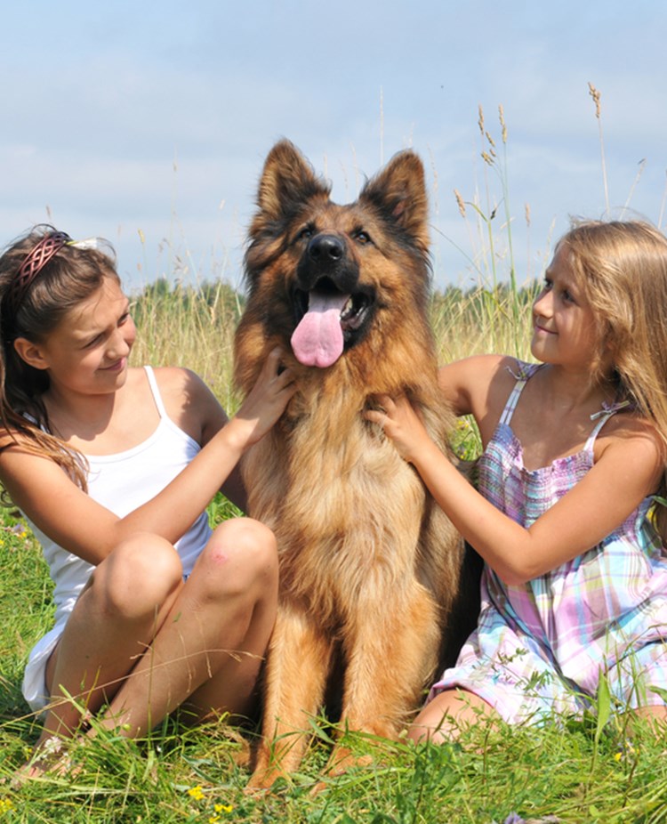 Två barn som sitter på en äng tillsammans med en schäfer