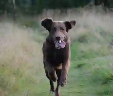 Hund som springer