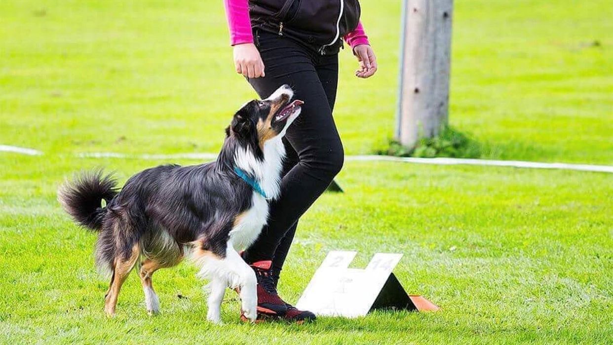 Hund tillsammans med förare med en rallylydnadsskylt