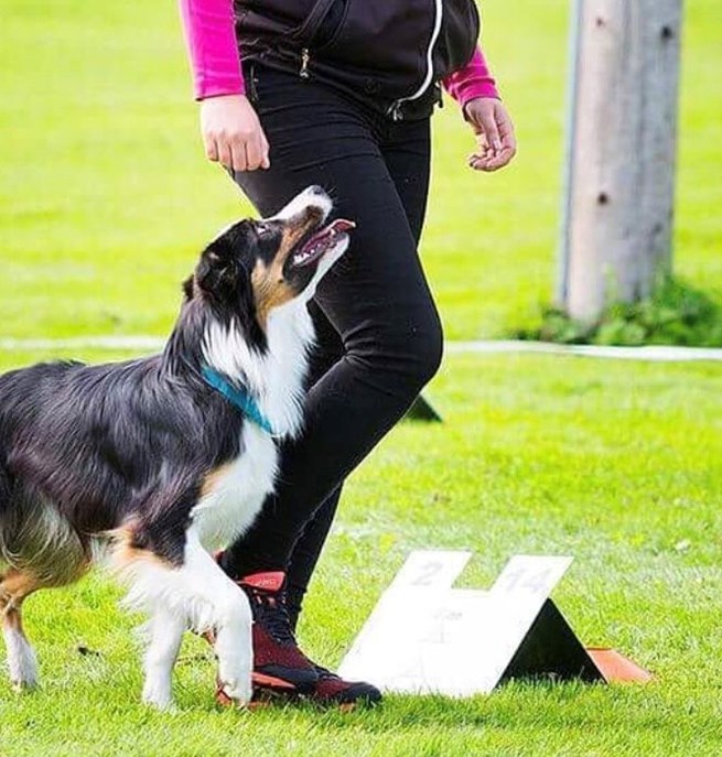 Hund tillsammans med förare med en rallylydnadsskylt