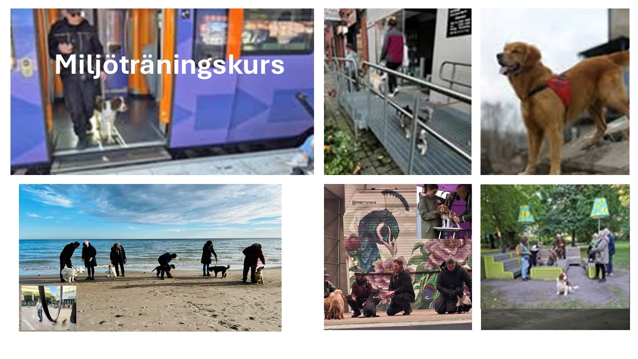 Bild för miljöträningskurs
