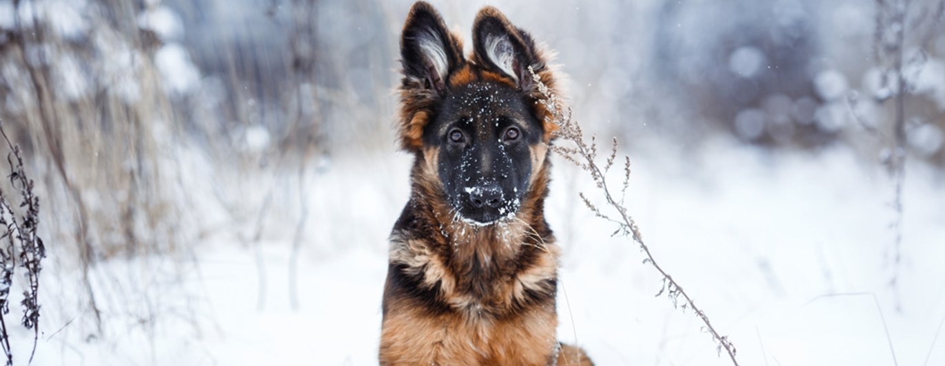 Schäfervalp som sitter i snön