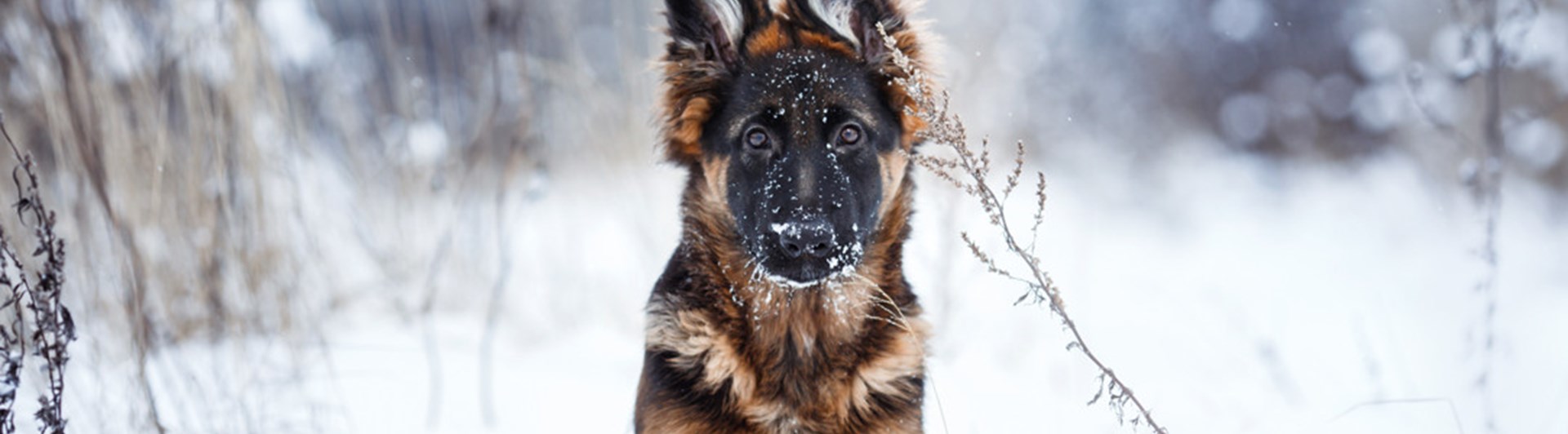 Schäfervalp som sitter i snön