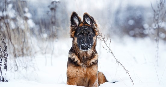 Schäfervalp som sitter i snön