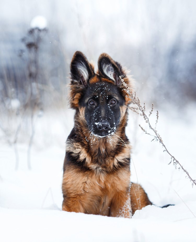 Schäfervalp som sitter i snön