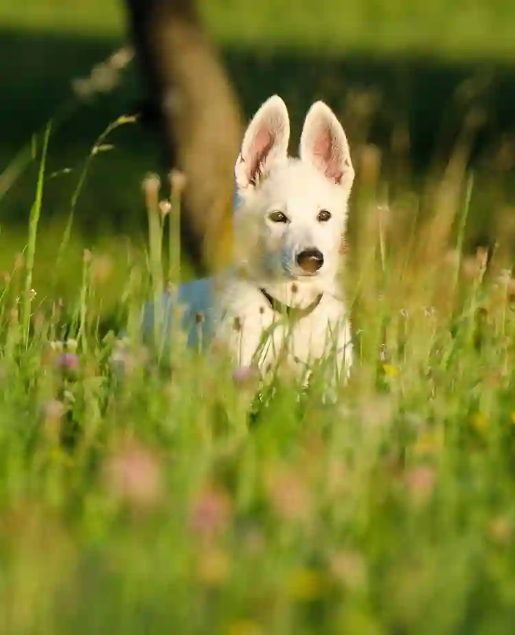 Valp, vit herdehund, står på en äng