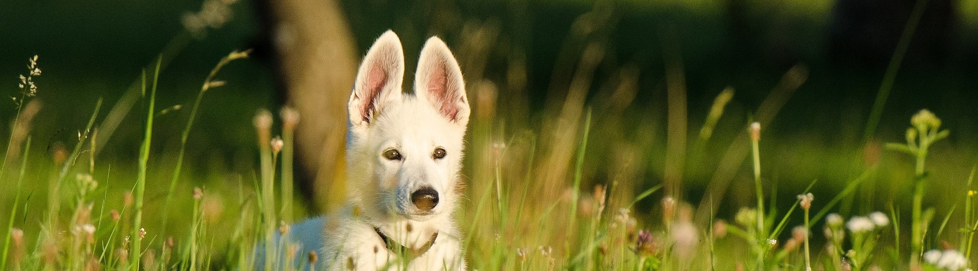 Valp, vit herdehund, står på en äng