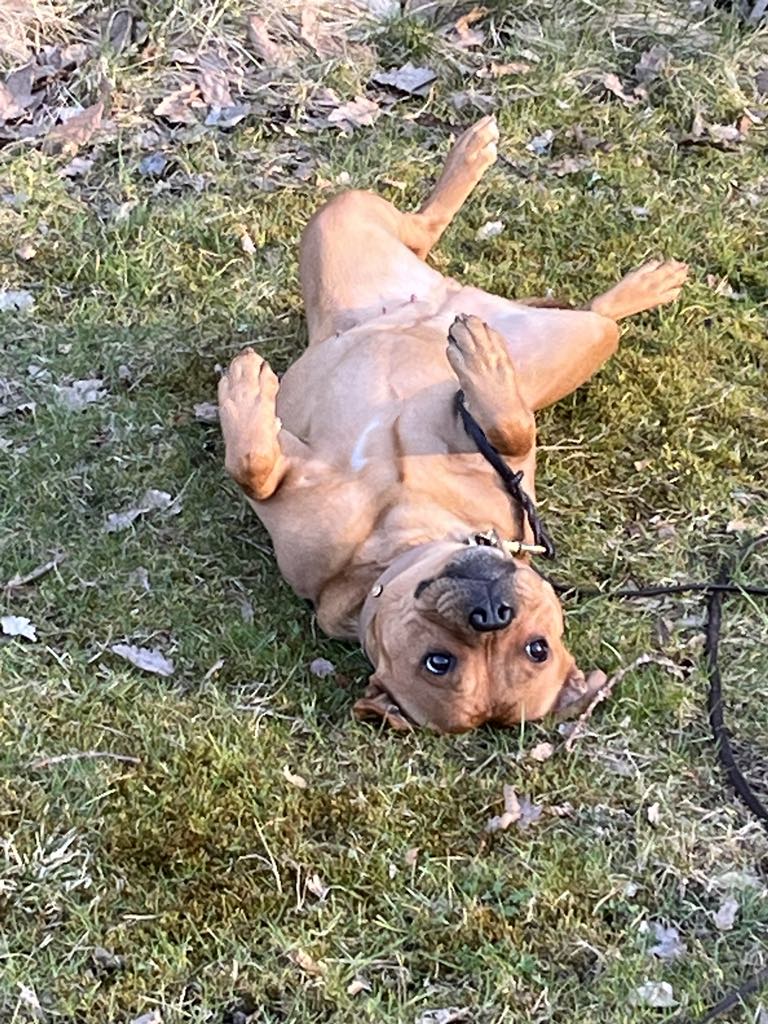 Torslanda-Öckerö Brukshundklubb