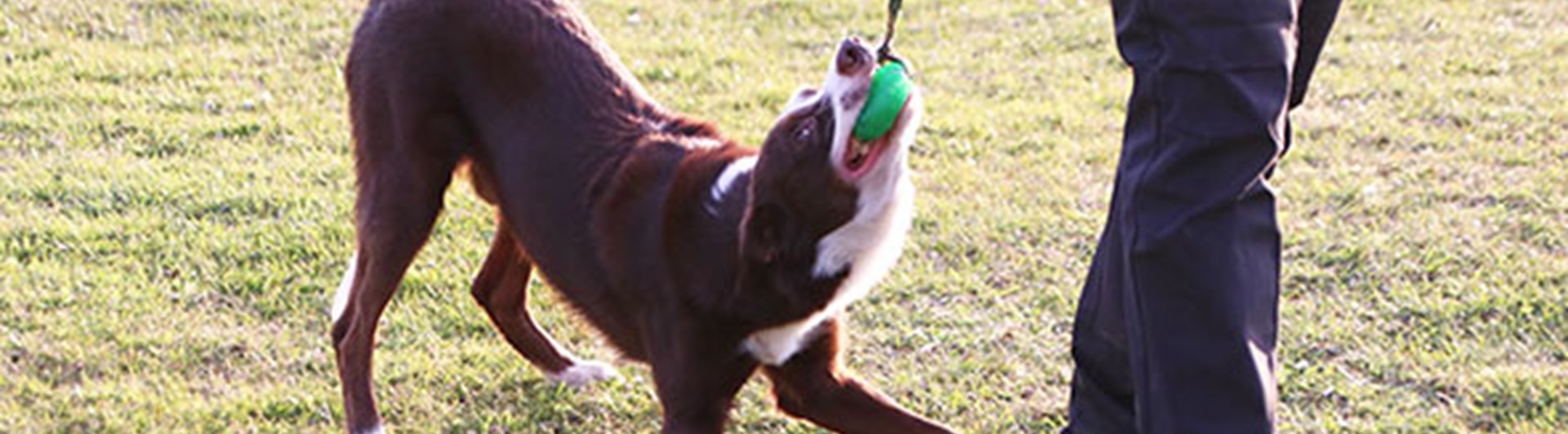 Brun hund drar i en boll på snöre bakom sin förares ben.