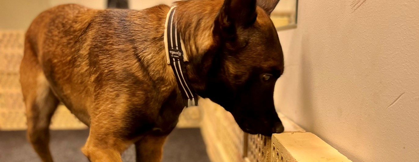 Malinoisen Kicka i träningsrummet på Danderyd-Täby Brukshundklubb (DTBK)