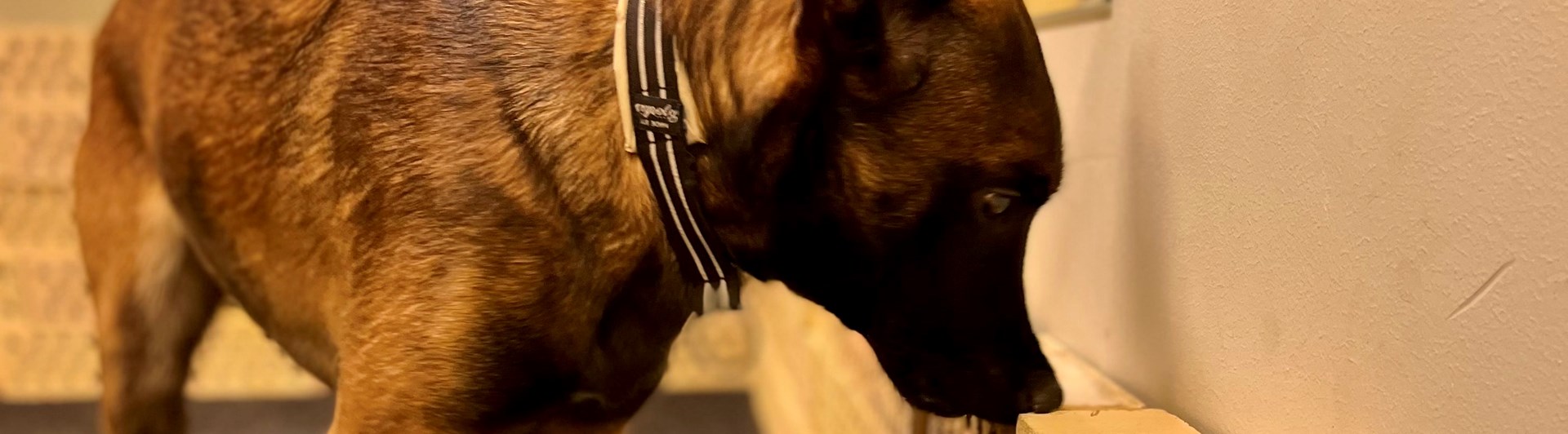 Malinoisen Kicka i träningsrummet på Danderyd-Täby Brukshundklubb (DTBK)