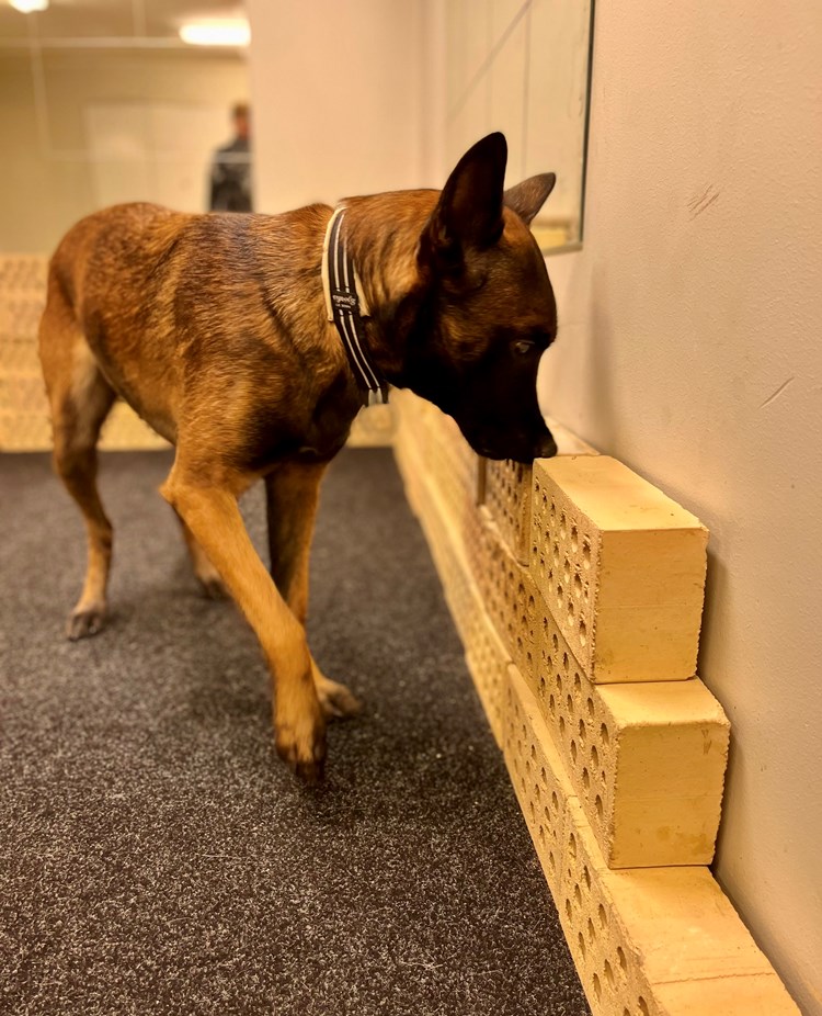 Malinoisen Kicka i träningsrummet på Danderyd-Täby Brukshundklubb (DTBK)