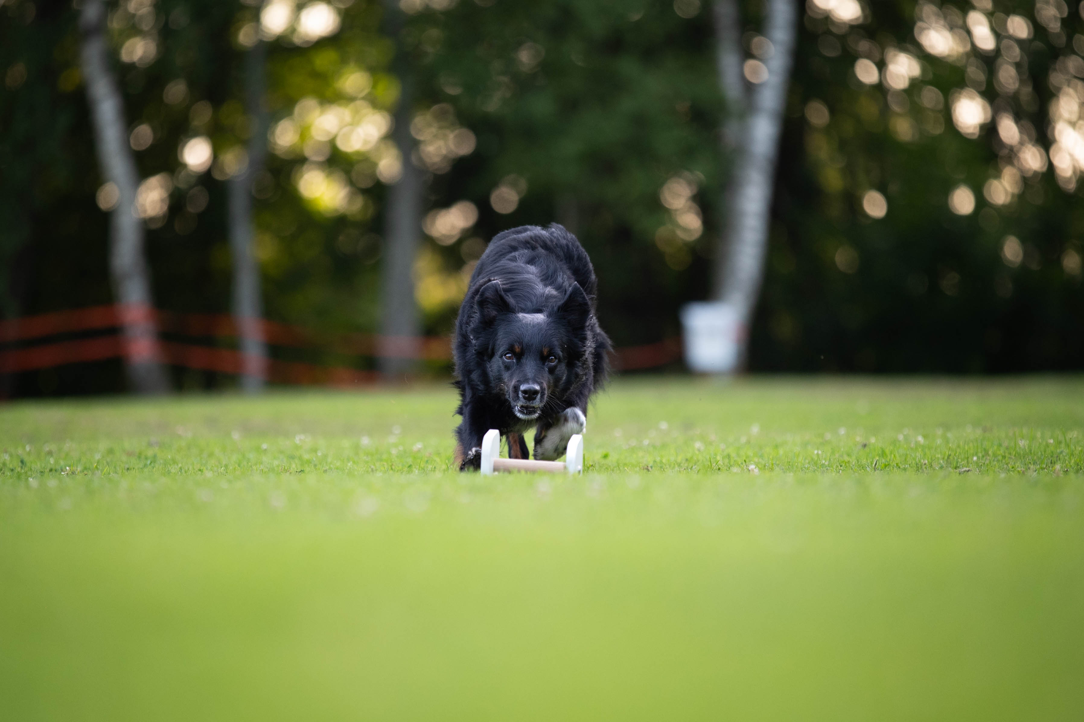 En aussie som är på väg att gripa en vit apportbock