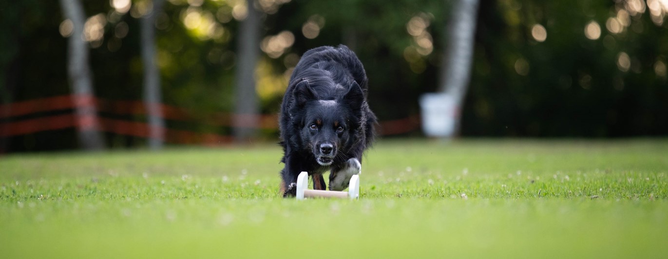 En aussie som är på väg att gripa en vit apportbock